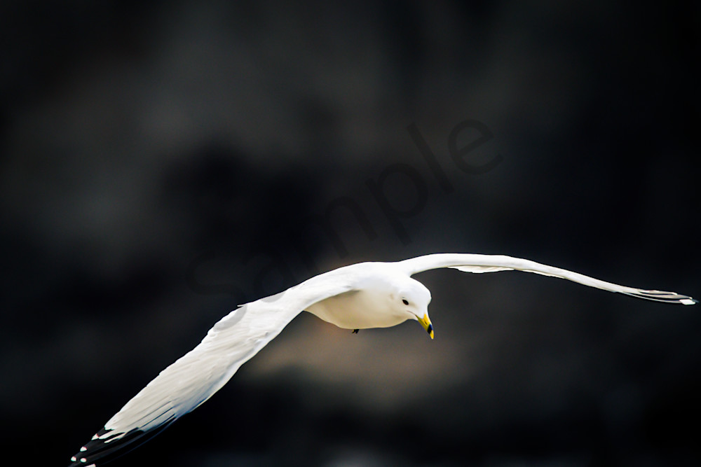 Dsc0126 Photography Art | Photos By Regan