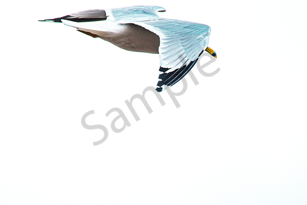 Dsc0316 Photography Art | Photos By Regan