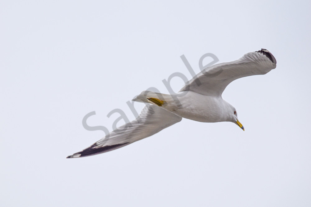 Dsc0320 Photography Art | Photos By Regan