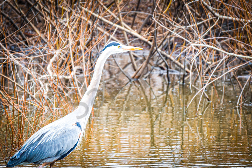 Dsc0340 Photography Art | Photos By Regan