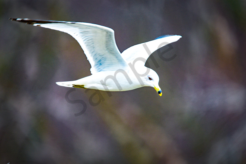 Dsc0296 Photography Art | Photos By Regan