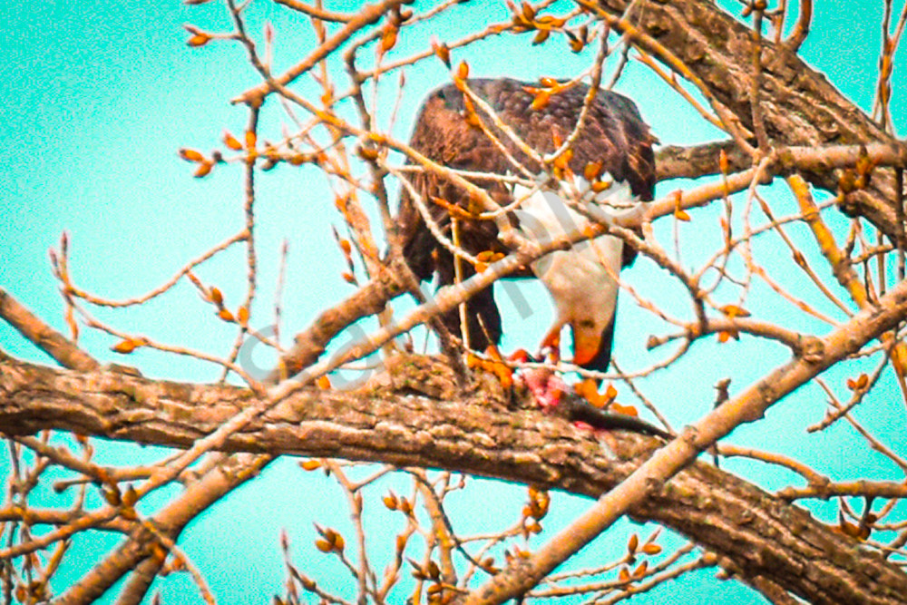 Dsc0475 Photography Art | Photos By Regan