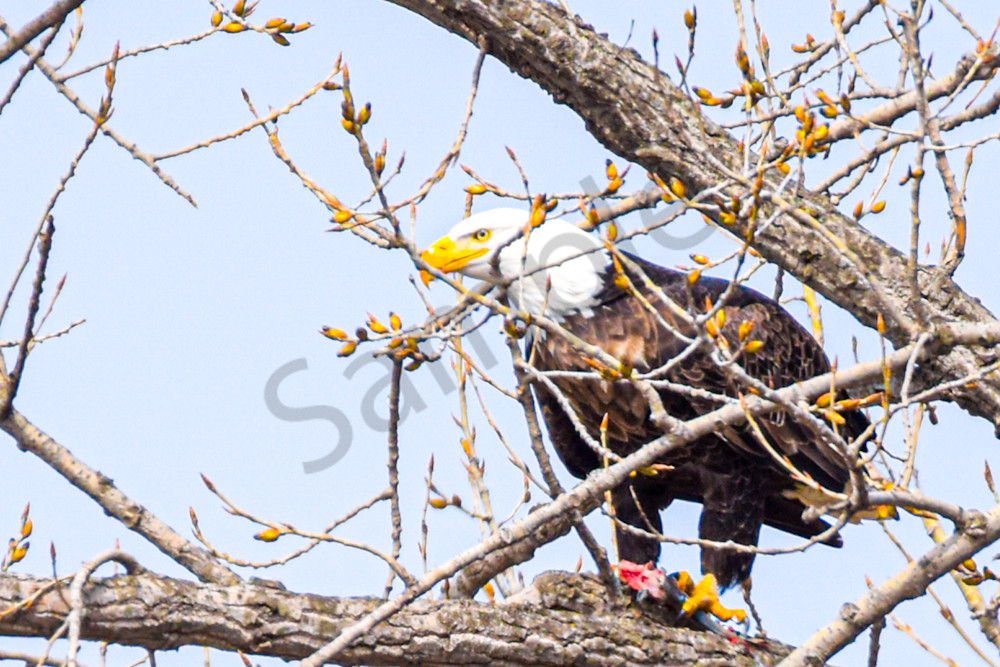 Dsc0483 Photography Art | Photos By Regan