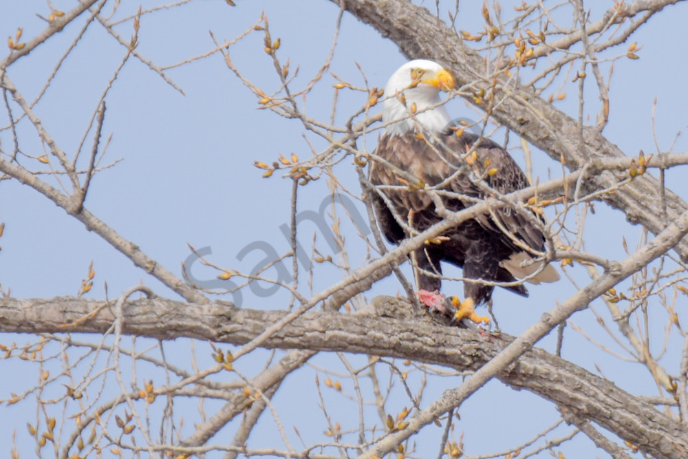 Dsc0486 Photography Art | Photos By Regan