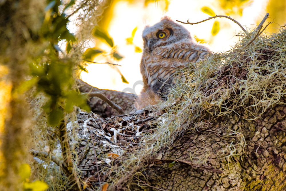 Dsc0942 Photography Art | Photos By Regan