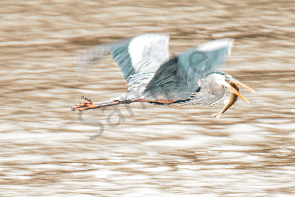 Dsc1115 Photography Art | Photos By Regan