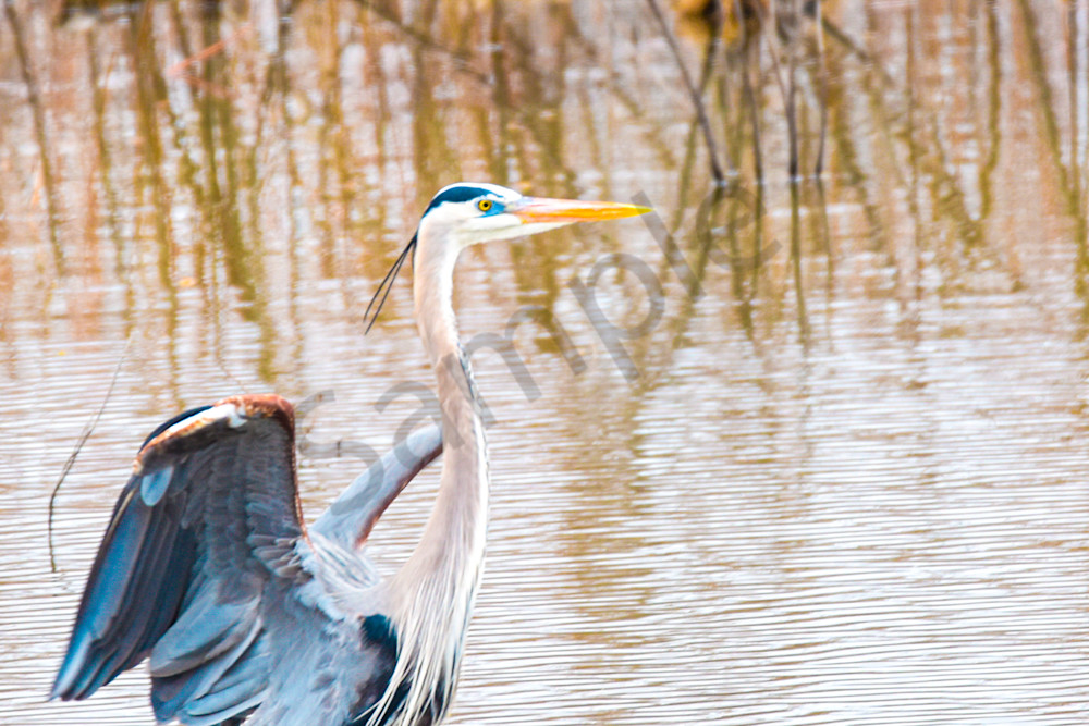 Dsc0355 Photography Art | Photos By Regan