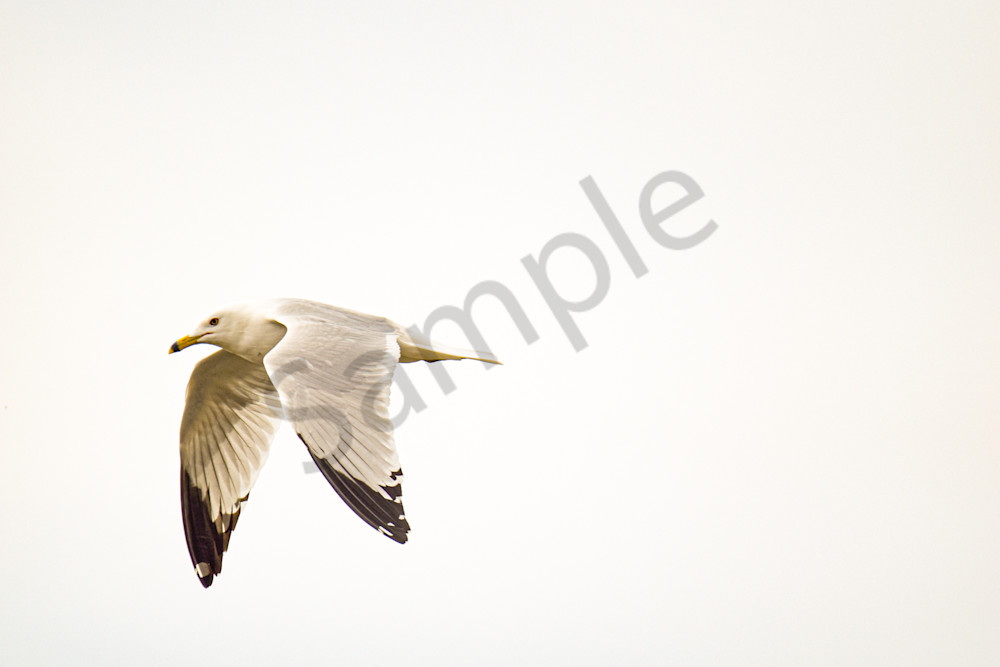 Dsc0672 Photography Art | Photos By Regan