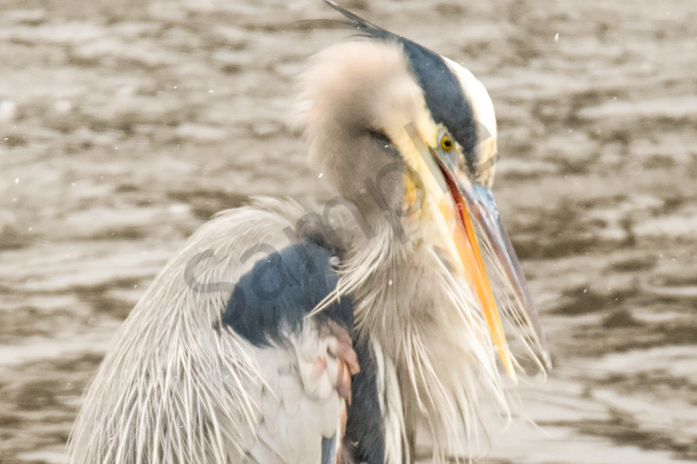 Need A Little Grooming? Photography Art | Photos By Regan