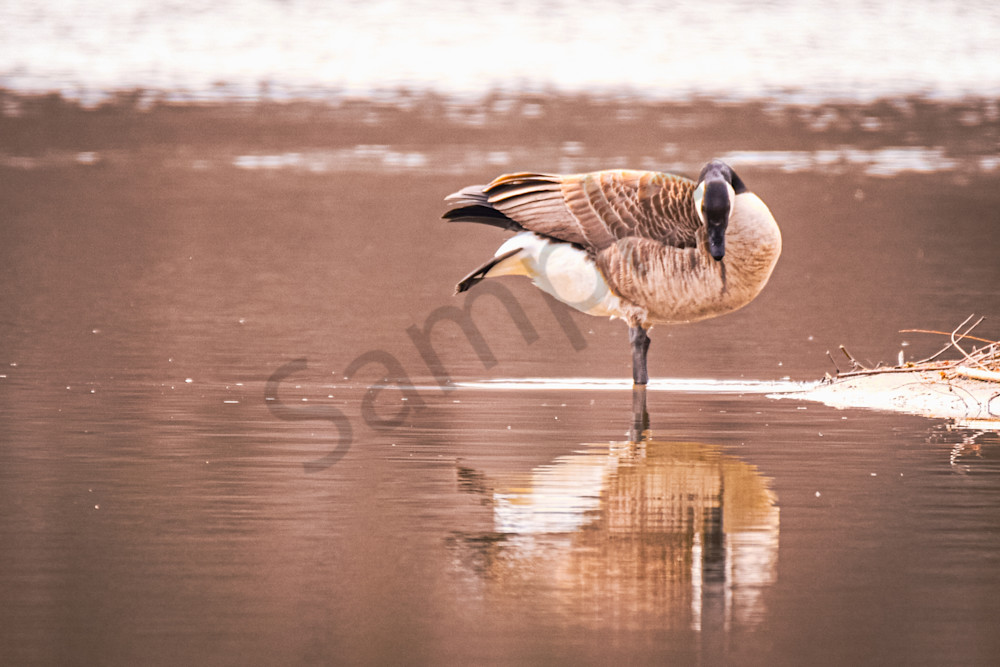 Dsc0695 Photography Art | Photos By Regan