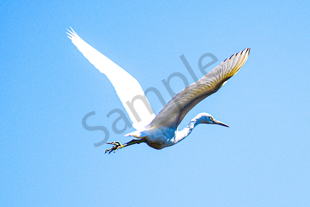 Dsc0711 Photography Art | Photos By Regan