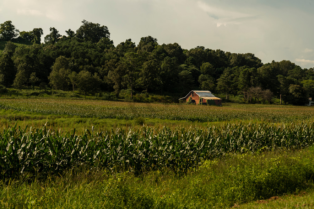 Guntersville's Quiet Harvest - Rustic Barn in Alabama Cornfield | bamaprice.com