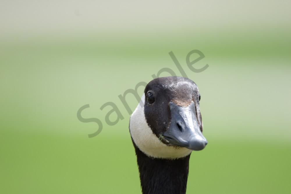 I See You Photography Art | Photos By Regan