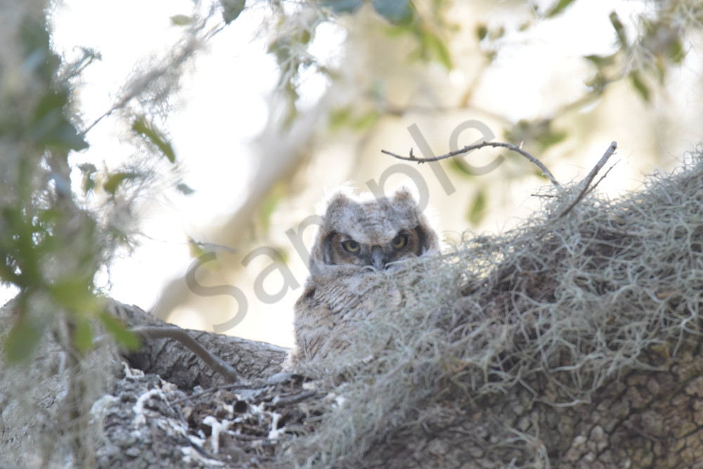Dsc0928 Photography Art | Photos By Regan