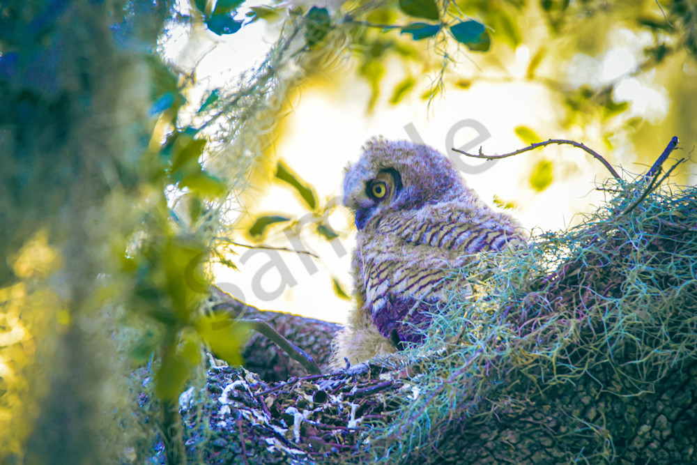 Who's Down There? Photography Art | Photos By Regan