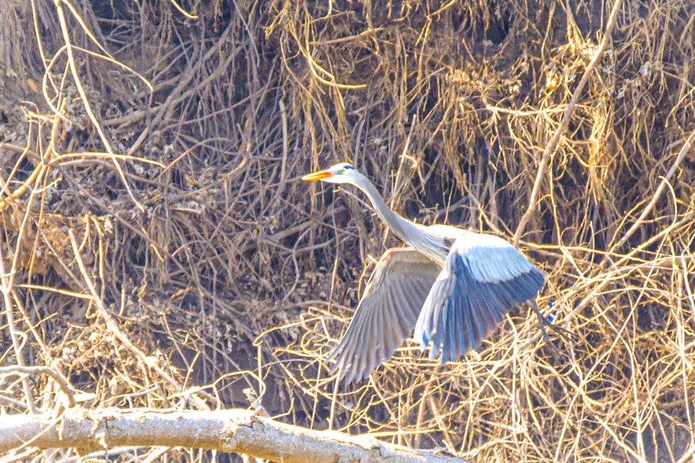 Dsc0386 Photography Art | Photos By Regan