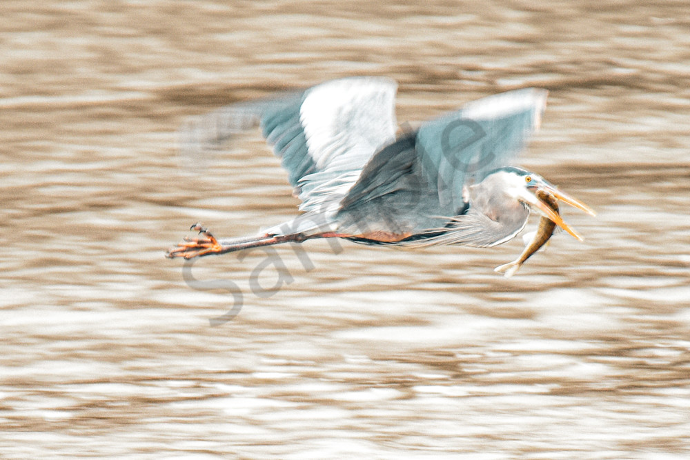 Dsc1115 Photography Art | Photos By Regan