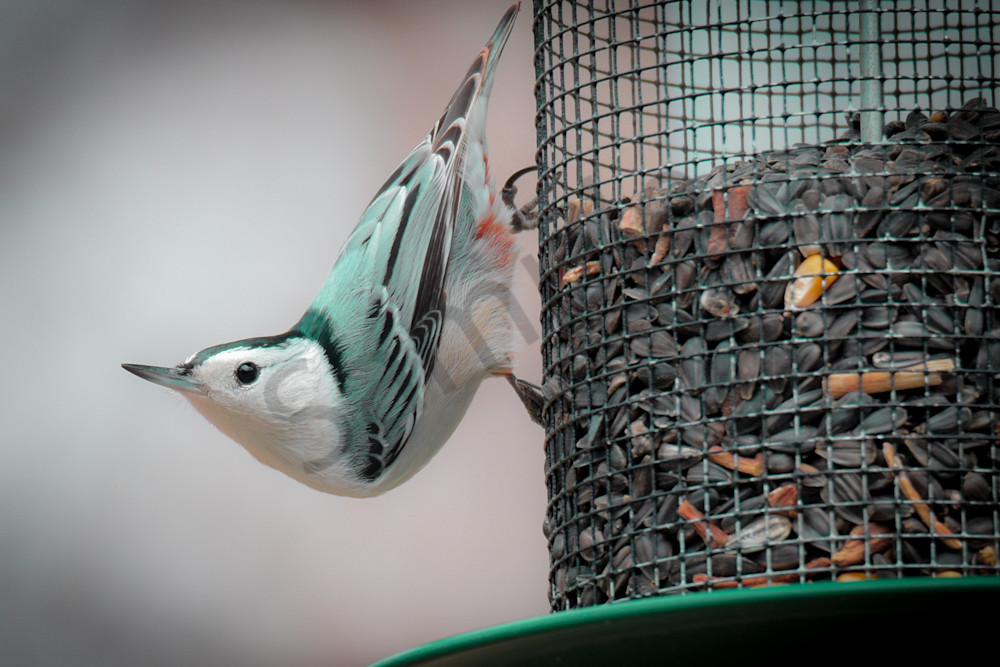 Dsc0108 Photography Art | Photos By Regan