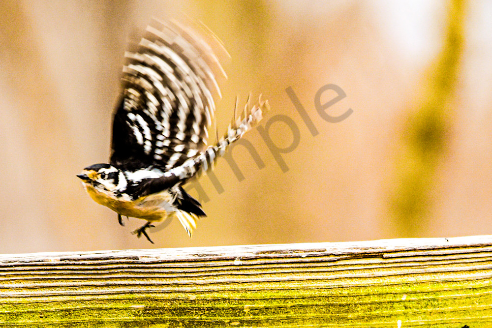 Dsc0113 Photography Art | Photos By Regan