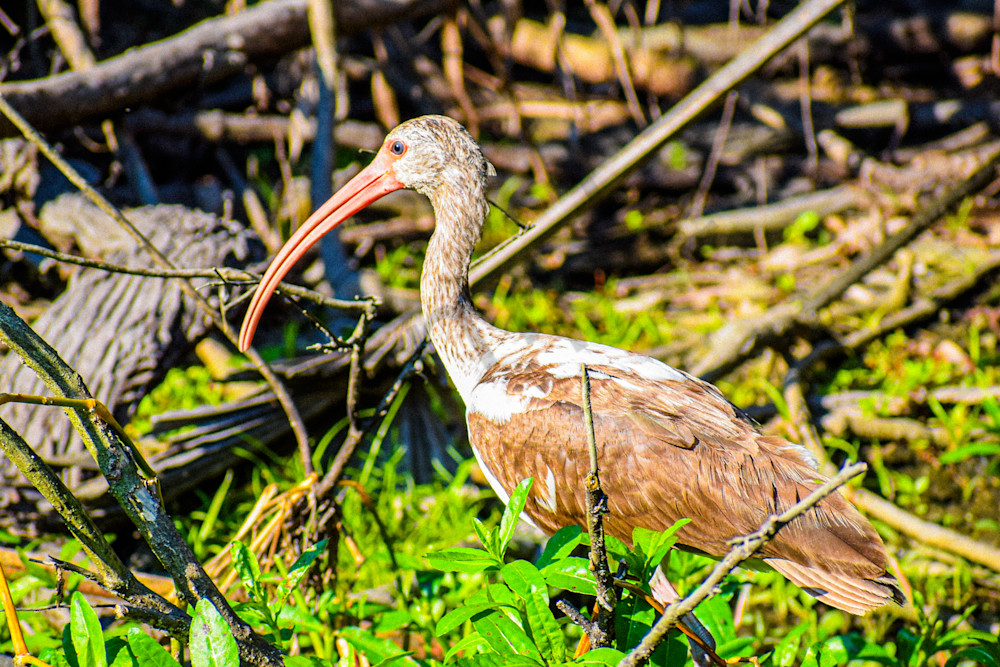 Dsc0388 Photography Art | Photos By Regan