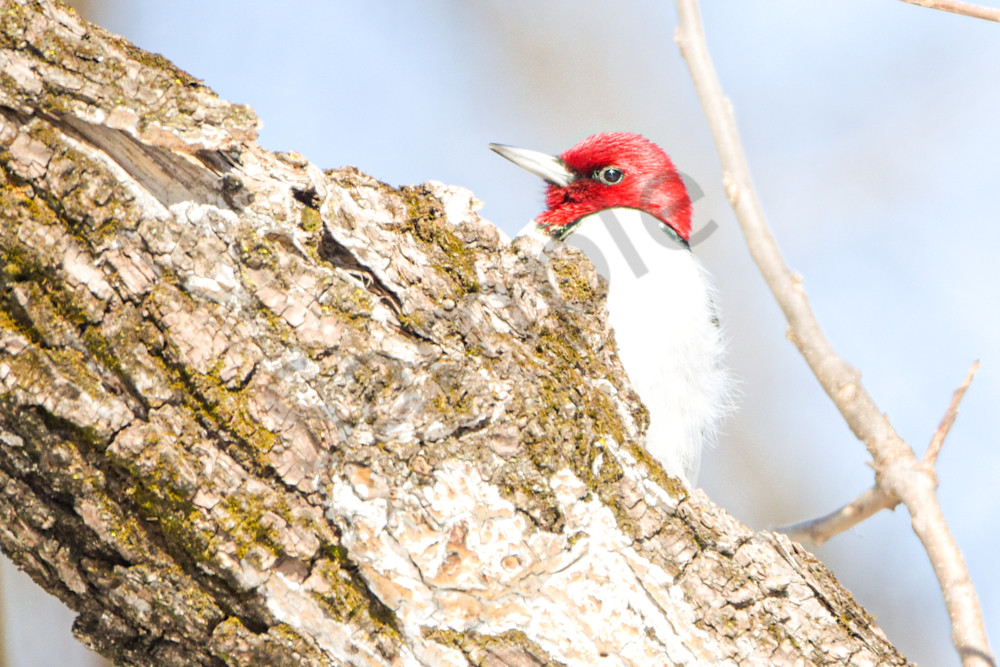 Dsc0192 Photography Art | Photos By Regan