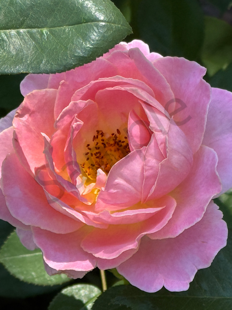 Img 5697 Art | MANN uP Art