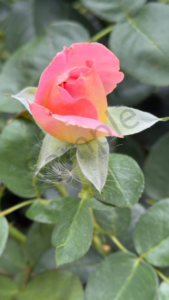 Img 5449 Art | MANN uP Art