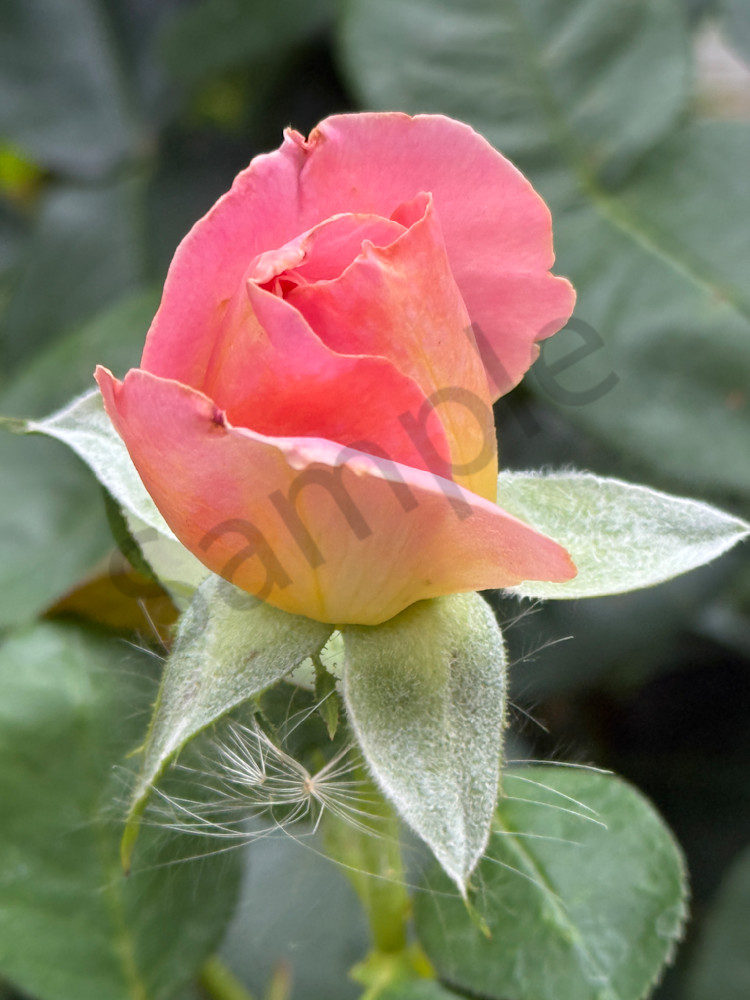 Img 5444 Art | MANN uP Art