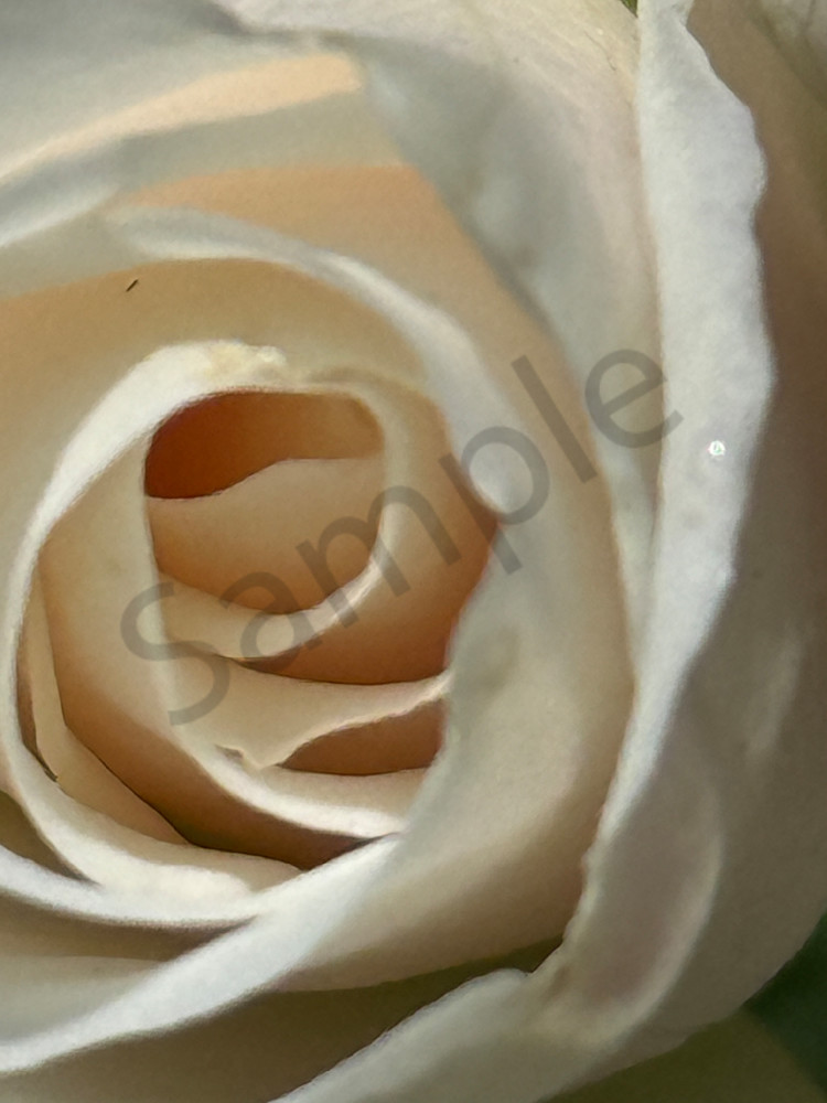 Close Up White Rose Art | MANN uP Art