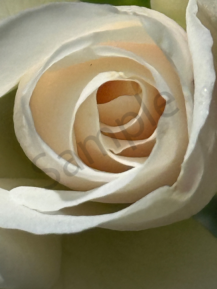 White Rose Magic Art | MANN uP Art