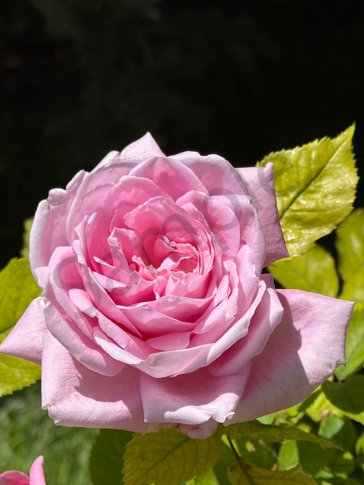 Pink Rose Bliss Art | MANN uP Art