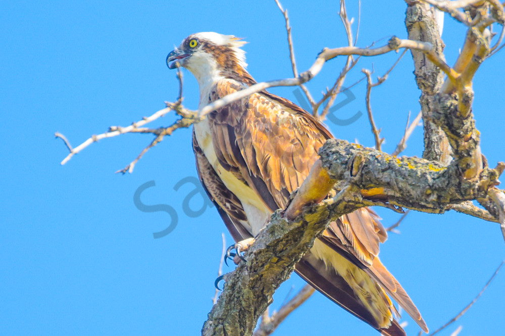 Dsc0045 3 Photography Art | Photos By Regan