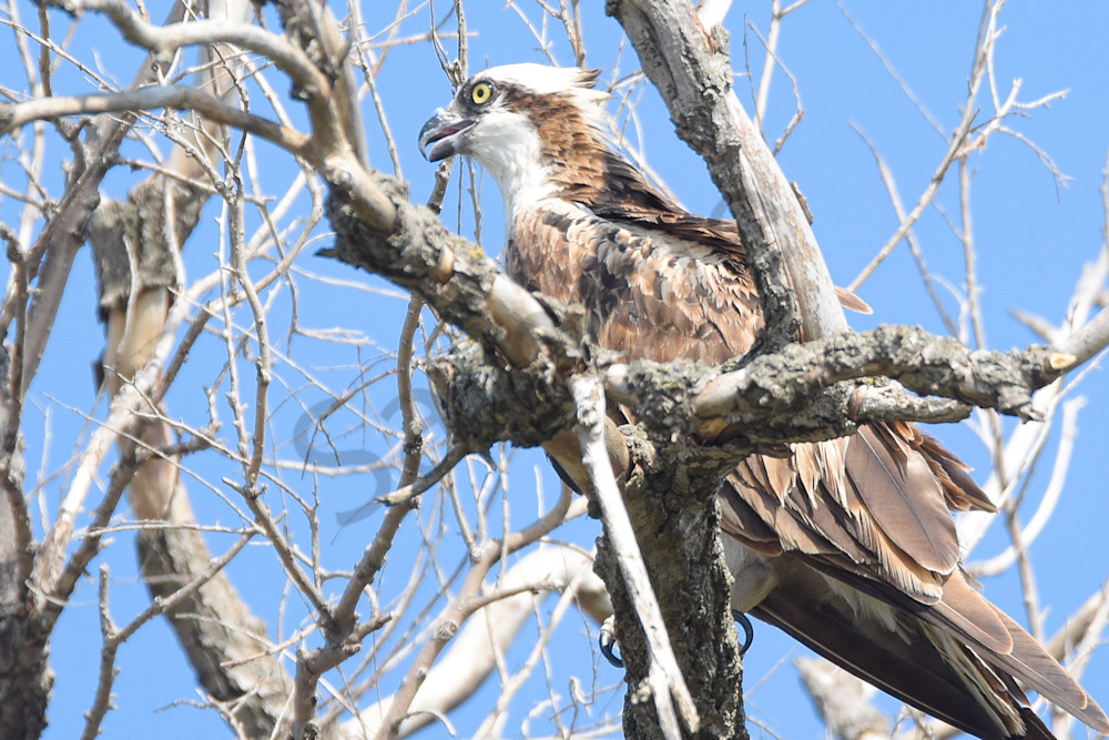 Dsc0052 3 Photography Art | Photos By Regan