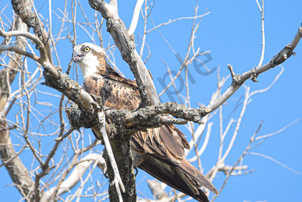 Dsc0051 2 Photography Art | Photos By Regan