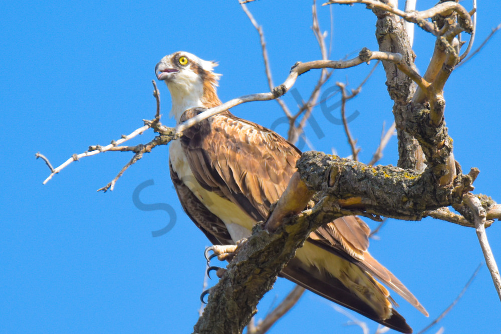 Dsc0029 2 Photography Art | Photos By Regan