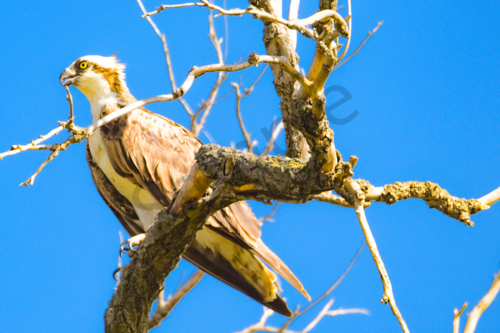 Dsc0030 Photography Art | Photos By Regan