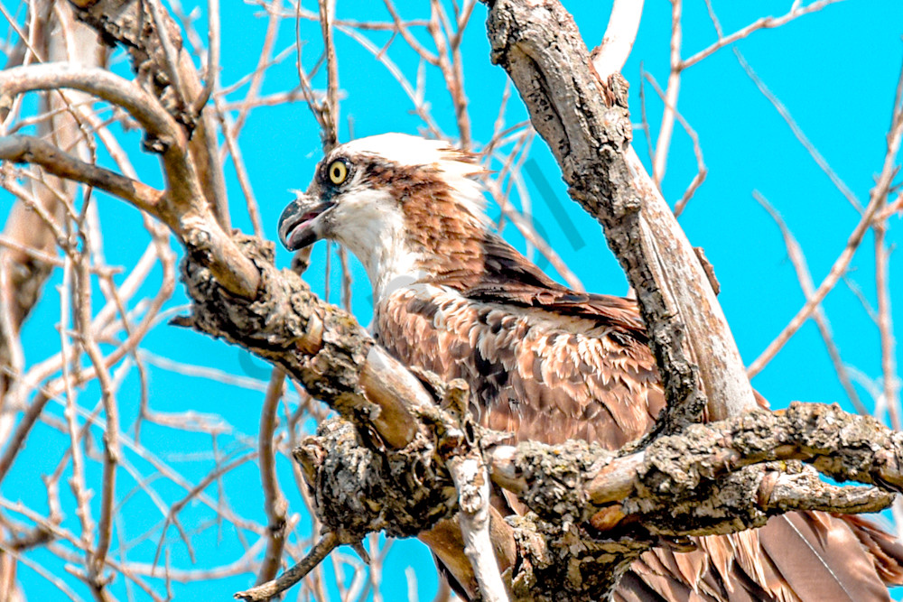 Dsc0056 3 Photography Art | Photos By Regan