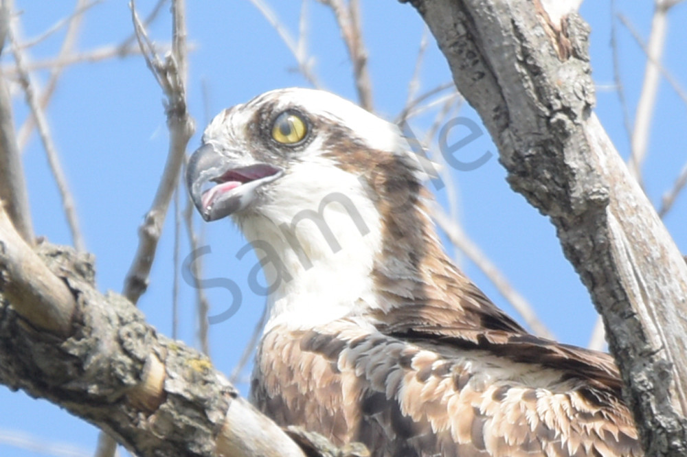 Osprey Lookout Photography Art | Photos By Regan