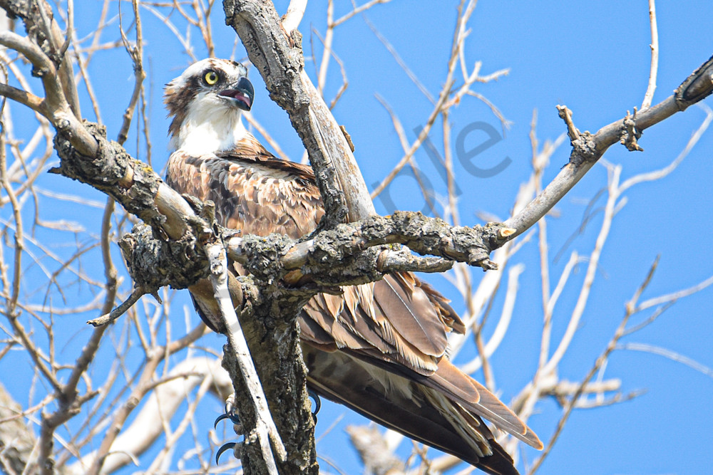 Dsc0061 2 Photography Art | Photos By Regan