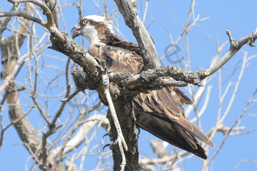 Dsc0065 Photography Art | Photos By Regan