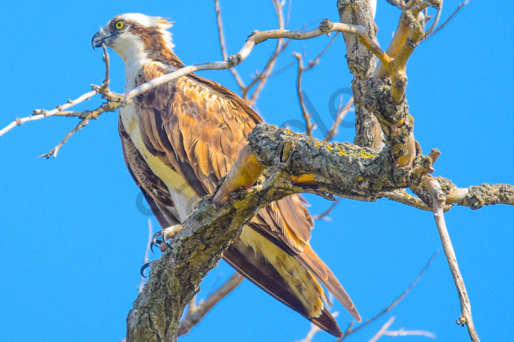 Dsc0041 Photography Art | Photos By Regan