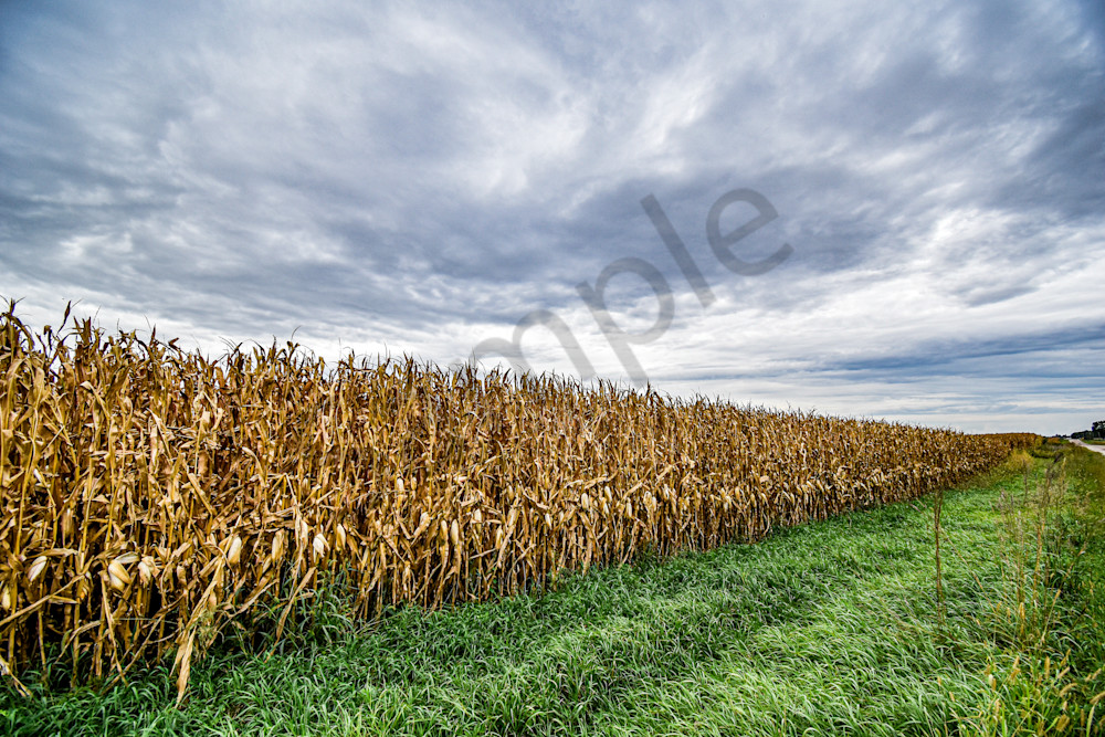Dsc0029 3 Photography Art | Photos By Regan