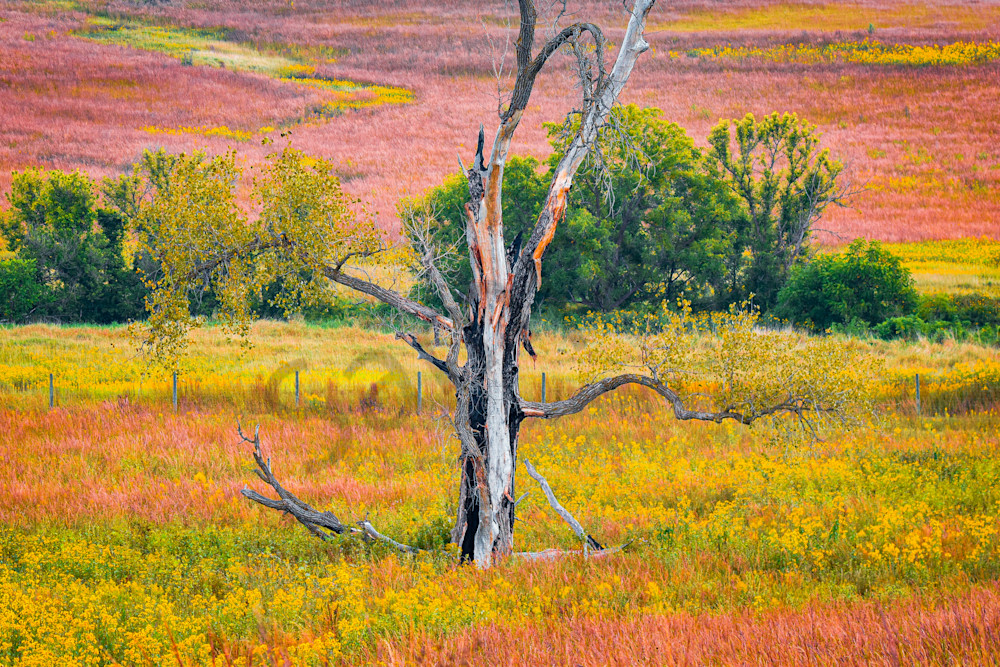 Dsc0102 Photography Art | Photos By Regan