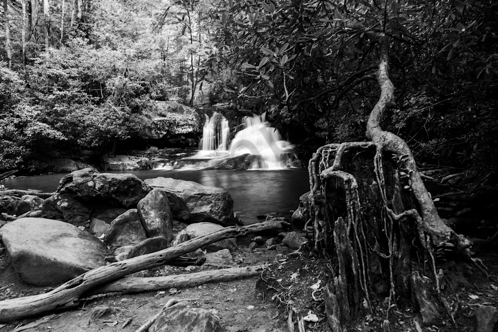 Rooted Cascade - Hemlock Falls Black & White Print, Georgia | bamaprice.com