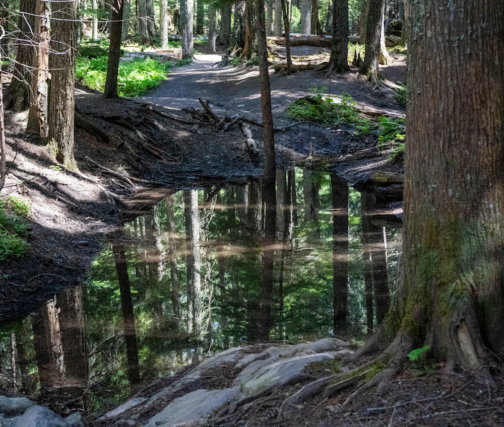 Reflections Of The Forest Photography Art | Bama Price Photography