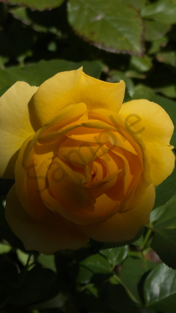 Yellow Dark 1 Art | MANN uP Art