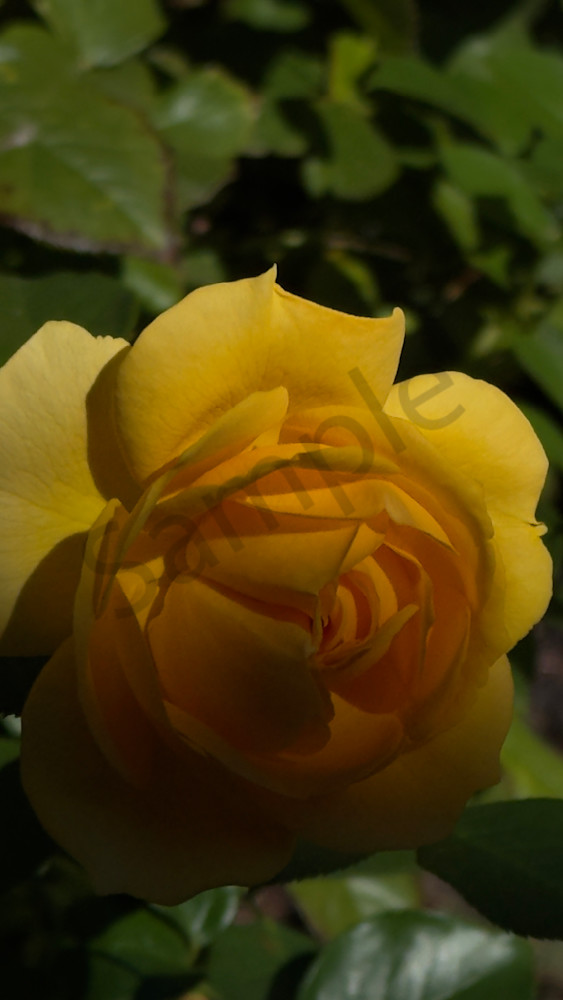 Yellow Dark 2 Art | MANN uP Art