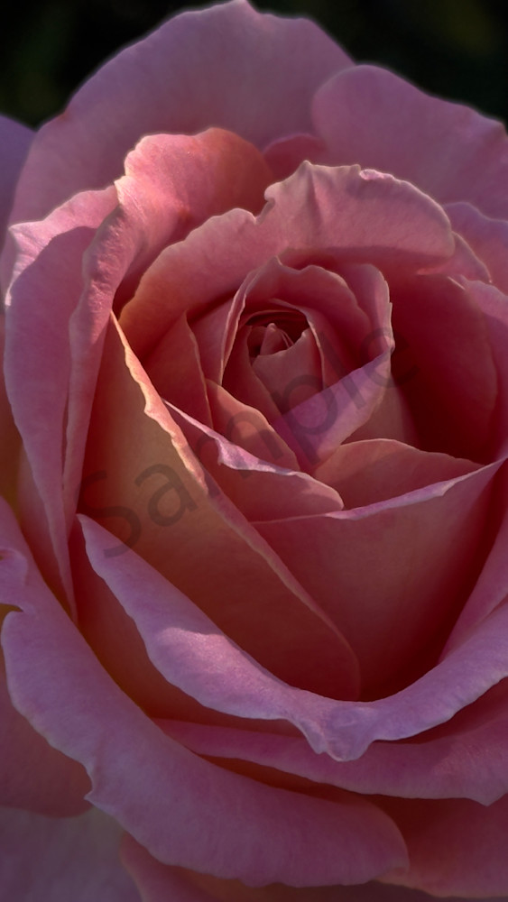 Pinkness 1 Art | MANN uP Art