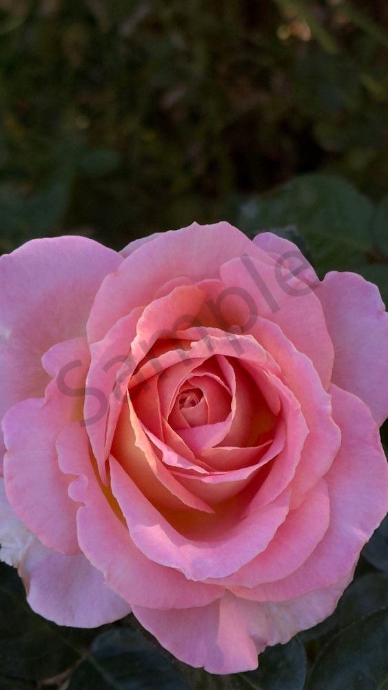 Img 6609 Art | MANN uP Art