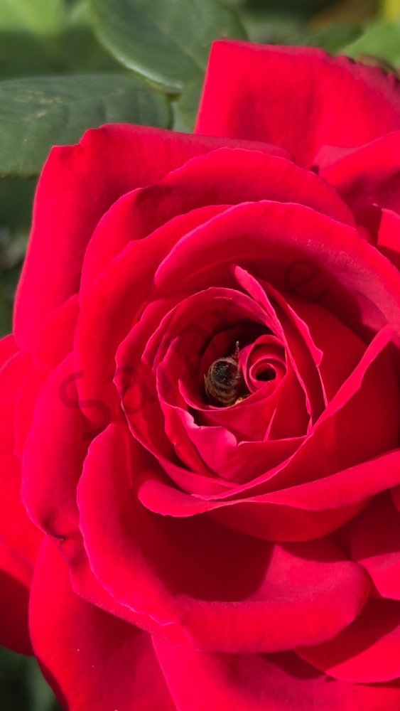 Red Rose Bee 5 Art | MANN uP Art